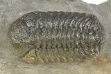 Colorful Morocops Trilobite - Ofaten, Morocco #312792-2